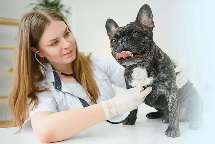Veterinária examinando um cachorro