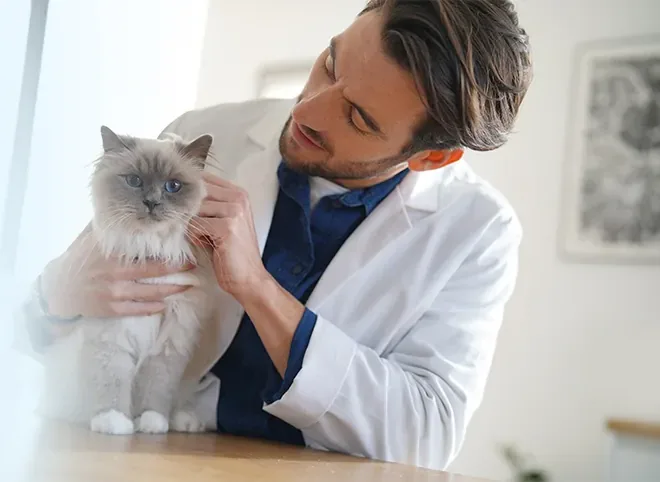 Veterinário cuidando de um gato